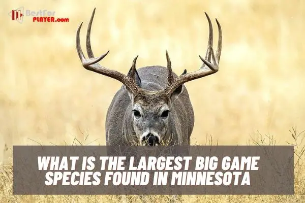 What is the largest big game species found in Minnesota