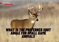 What is the preferred shot angle for small game animals